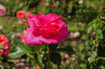 Flower of a tender rose on a green background