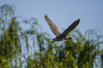 Night Heron