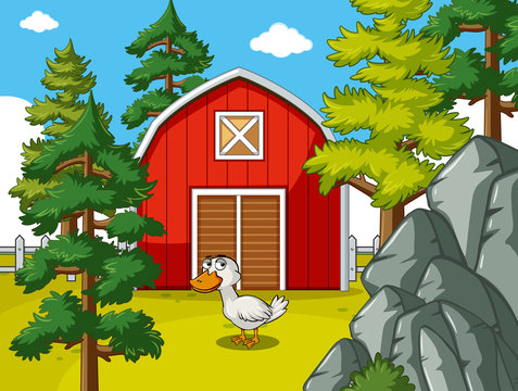 Farm scene with duck in front of red barn