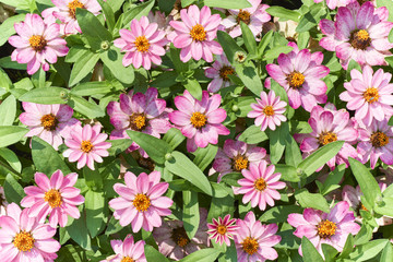 Zinnia flowers in flower bed