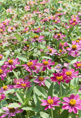 Zinnia flowers in flower bed