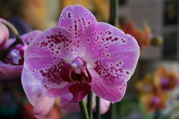 orchieda
