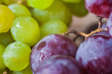 Blue grapes lie on a wooden background. Grapes macro. Grapes with droplets of water. Grapes in a cut. Grapes and wine corks. Blue and green grapes