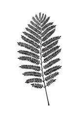 Fern vector leaf
