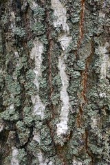 Fototapeta premium бело серая текстура из коры дерева берёзы