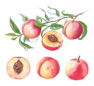 Hand-drawn watercolor illustration of juicy ripe peaches on the branch. Sliced fruits isolated on the white background. Summer healthy food drawing