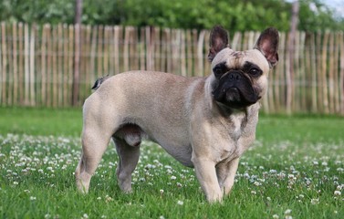 französische bulldogge hat spaß im garten