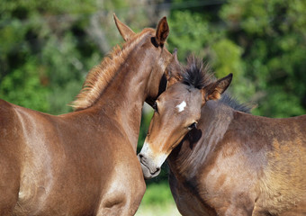 Two nice foals communicate  on a pasture