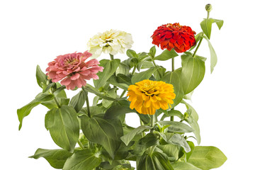 Beautiful pink, yellow, white and red zinnia fowerheads, Zinnia Elegans, in flower pot with green leaves. Close up view of zinnia flowers