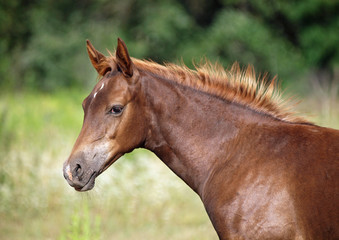 Obraz premium Portrait of a thoroughbred foal on a natural green background