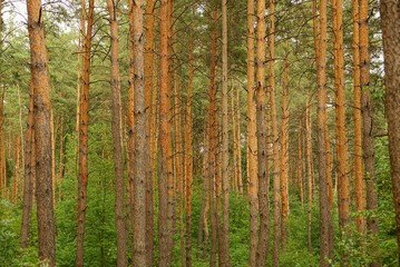 зелёно коричневая текстура из сосен в лесу