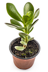 Crassula ovata tree in flower pot on a white background. Crassula branch with leaves close-up