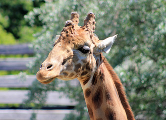 Naklejka premium Girafe, Zoo de Paris Vincennes