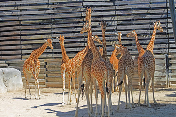 Naklejka premium Girafes, Zoo de Paris Vincennes