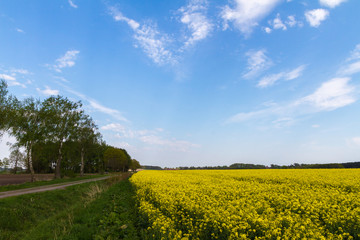 Blühendes Rapsfeld an einem Feldweg