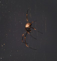 Golden Spider on Sparkling Web