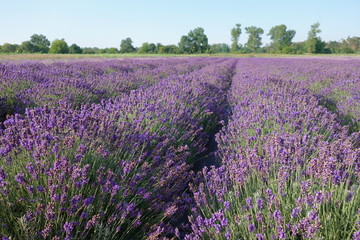 Obraz na płótnie Canvas Beautiful Lavender Field, Male Levare- Slovakia, Europe- JULY.6.2017