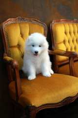 samoyed puppy sit on chair