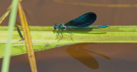 Blue dragonfly