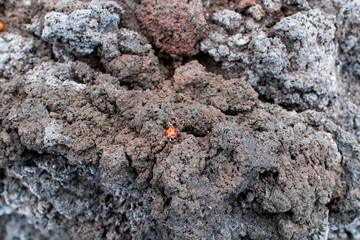 Red ladybug on a volcanic rock of the Mount Etna. Volcanic rocks that host insect colonies