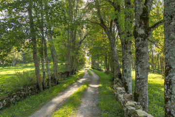 Fototapeta na wymiar A traditional Estonian countryside road with trees and stony walls