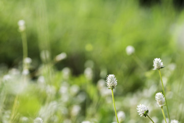 White grass flowers on the background blurred.