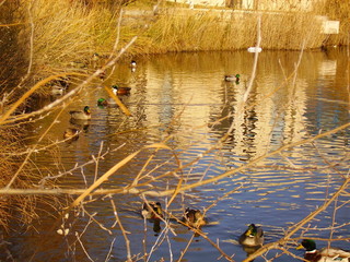 La mare aux canards, Montpellier