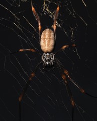 Spider with mask