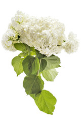 Beautiful white hydrangea flowerhead, Hydrangea macrophylla, isolated on white background