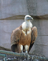 Rapace, Zoo de Paris Vincennes