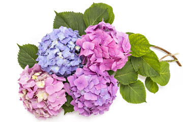Beautiful pink, whire, purple and red hydrangea flowerheads, Hydrangea macrophylla, isolated on white background - 163781591
