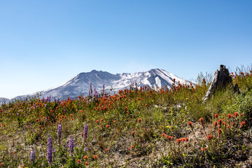 Mt St Helens With wild flowers