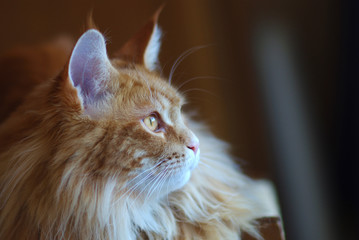 Chat Maine Coon