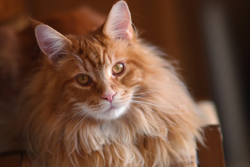 Chat Maine Coon