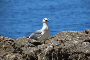 Die lachende Möwe