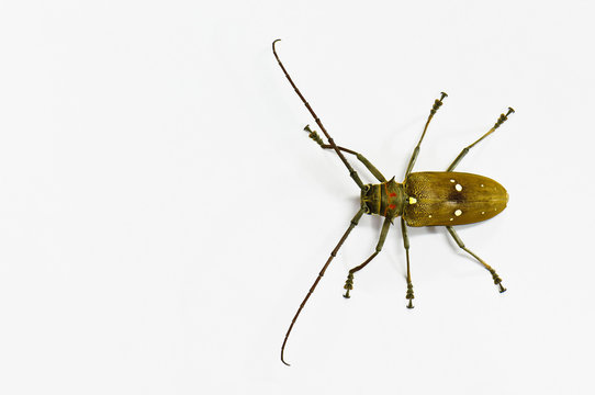 Mango Stem Borer