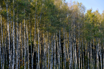 birch