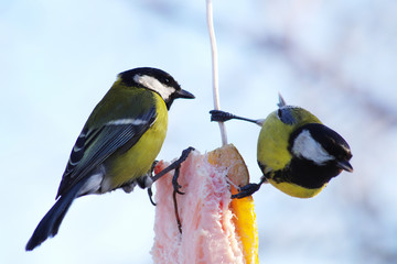 Titmouse eat.
