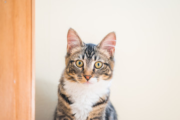 Little grey kitten looks at you