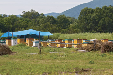 hives in the apiary in the Ussuri taiga