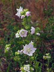 Thüringer Strauchpappel