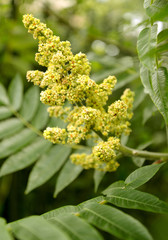 Inflorescence of a poison ivy tannic (Rhus coriaria L.)
