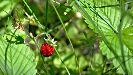 The beauty of the earth