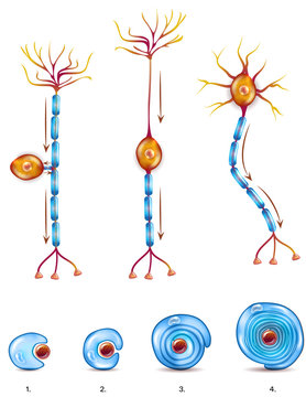 Nerve cell types and myelin sheath formation stages. A schwann cell envelops and rotates around the axon forming myelin sheath, now axon is myelinated. Close-up detailed anatomy illustration