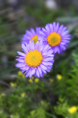 Obraz premium Alpen-Aster Blüten (Aster alpinus)