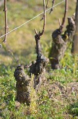 Chardonnay taille Guyot simple avec arcure Maconnaise