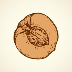 Vector illustration. Apricot