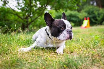 French bulldog lying down in the garden