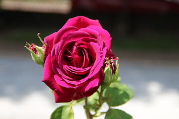 Pink Rose macro image