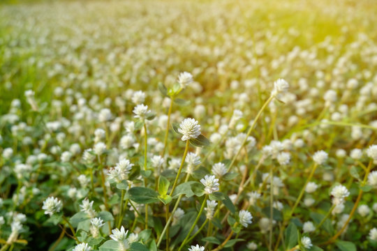 Close up group of Gomphrena celosioides in grass field. White flowers are formed in the wild. Close up and blur. Warm tone.